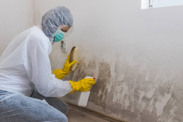 Best HVAC Mold Remediation in Estes Park, CO