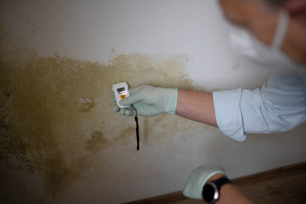 Best DIY Mold Remediation Support Services in Estes Park, CO