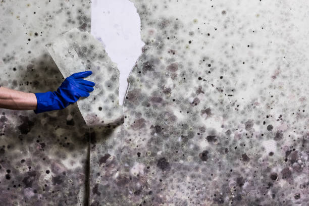 Best Bathroom Mold Remediation in Estes Park, CO